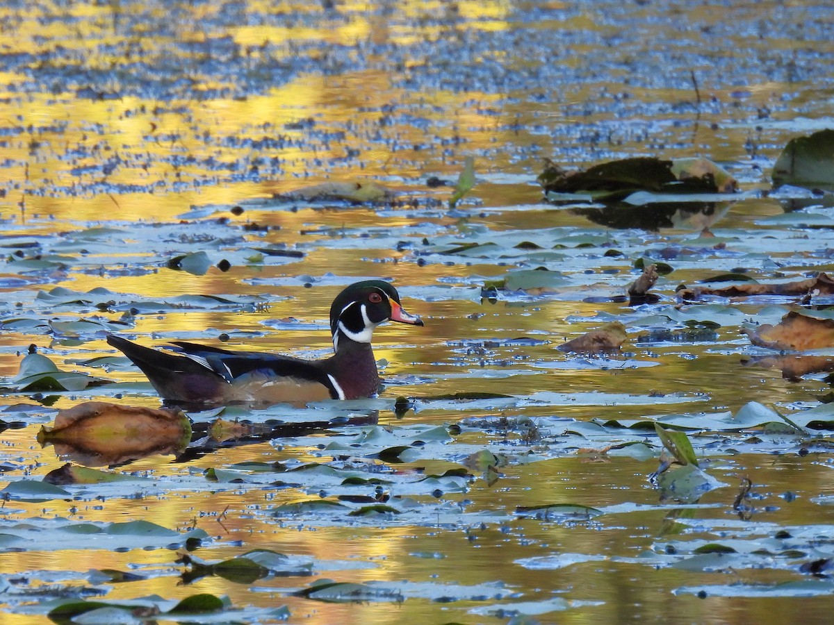 Каролінка - ML647528361