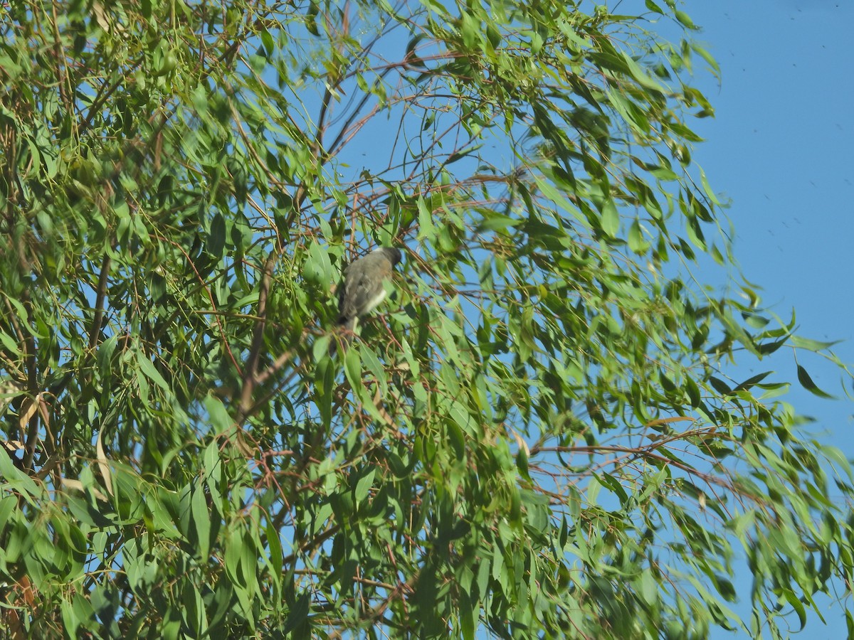 Picui Ground Dove - ML647528375