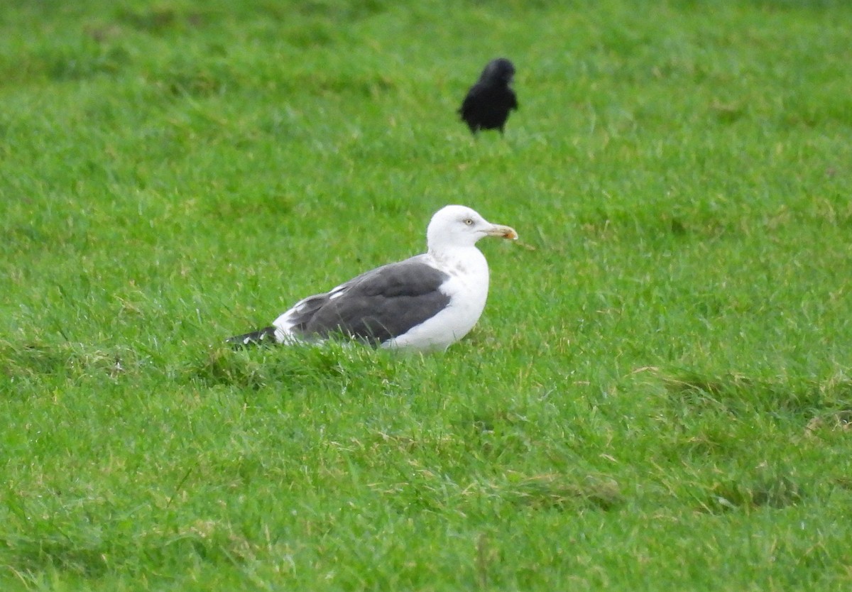 ニシセグロカモメ - ML647528377