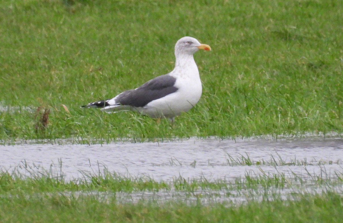 ニシセグロカモメ - ML647528378