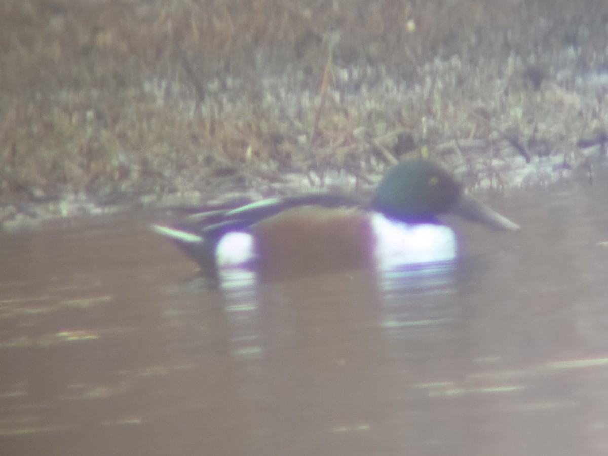 Northern Shoveler - ML647528382