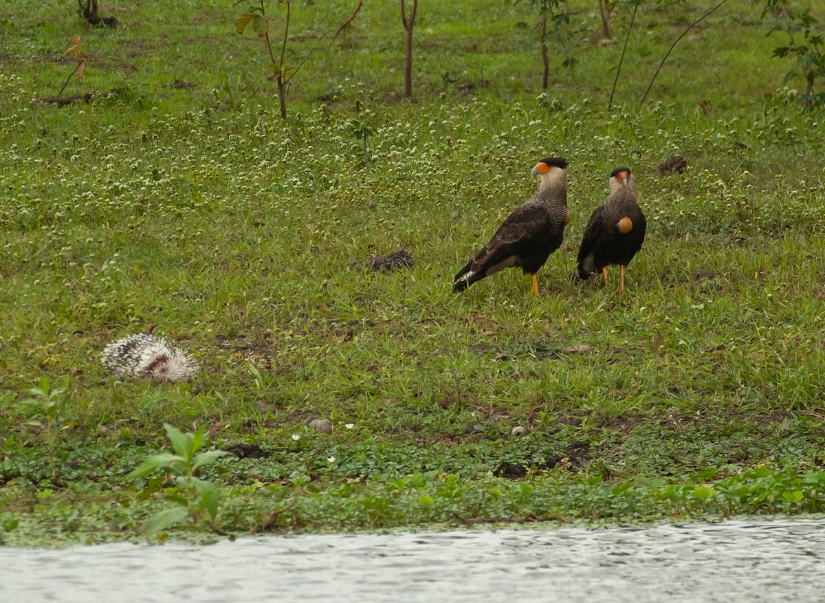Crested Caracara (Southern) - ML647528383