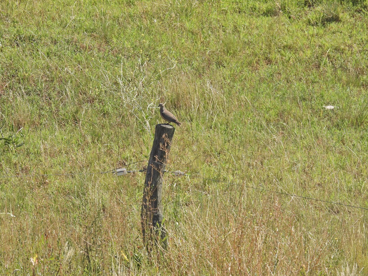 Eared Dove - ML647528384