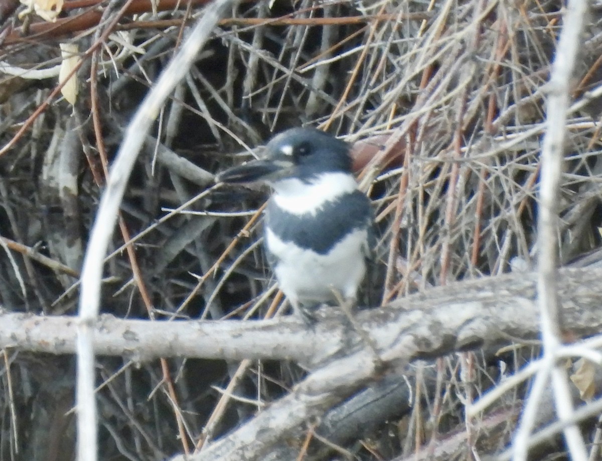 Belted Kingfisher - ML647528385