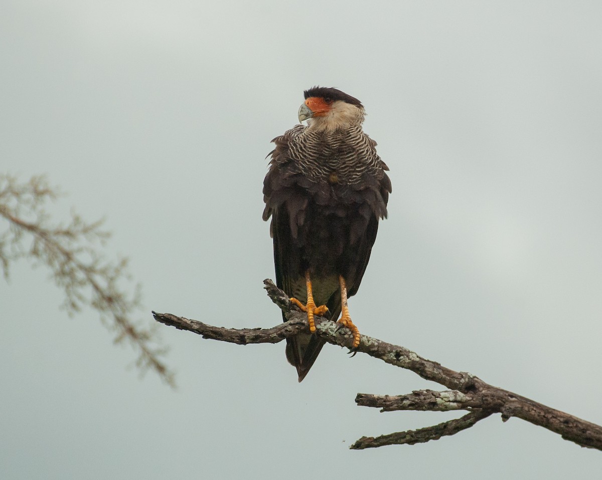 Crested Caracara (Southern) - ML647528387