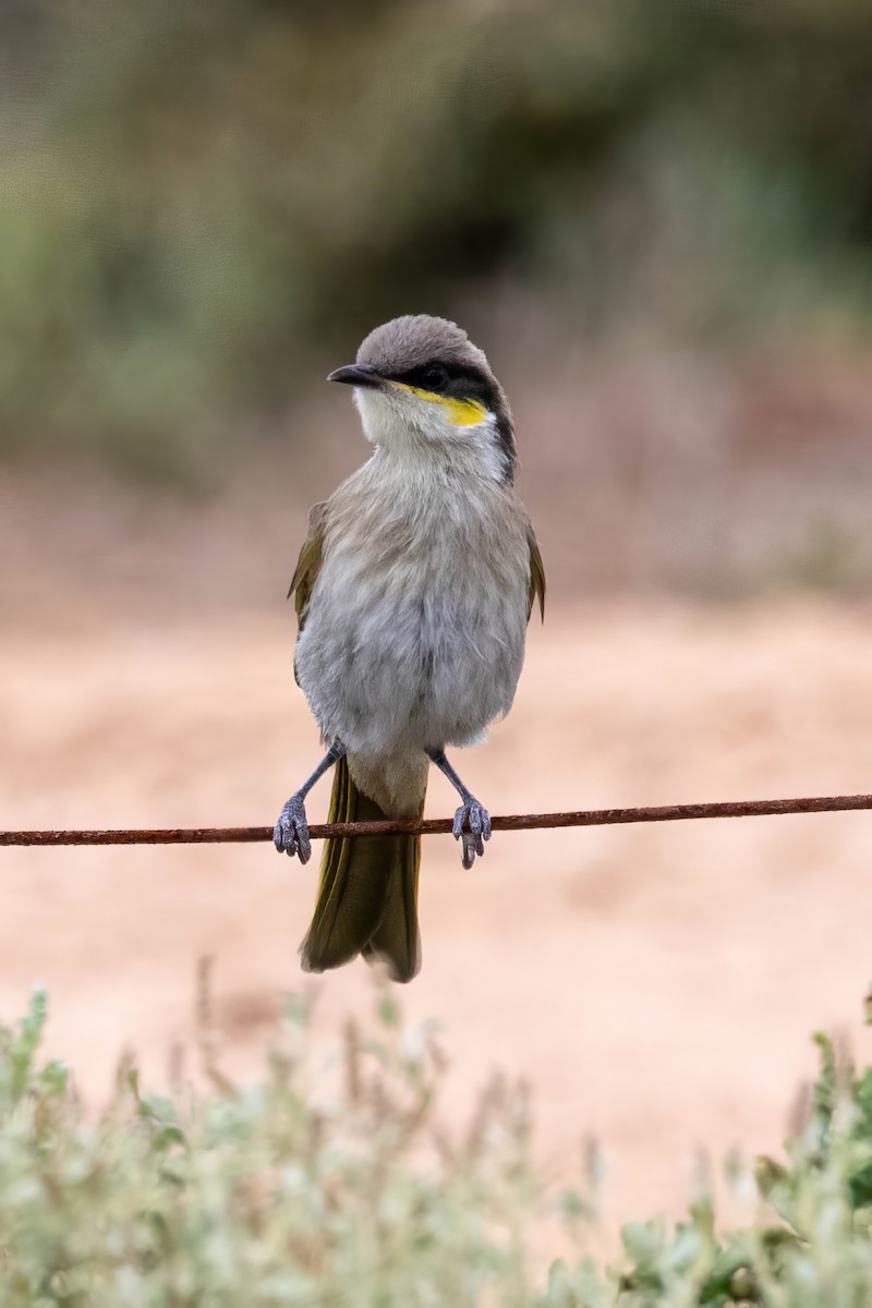 Singing Honeyeater - ML647528388