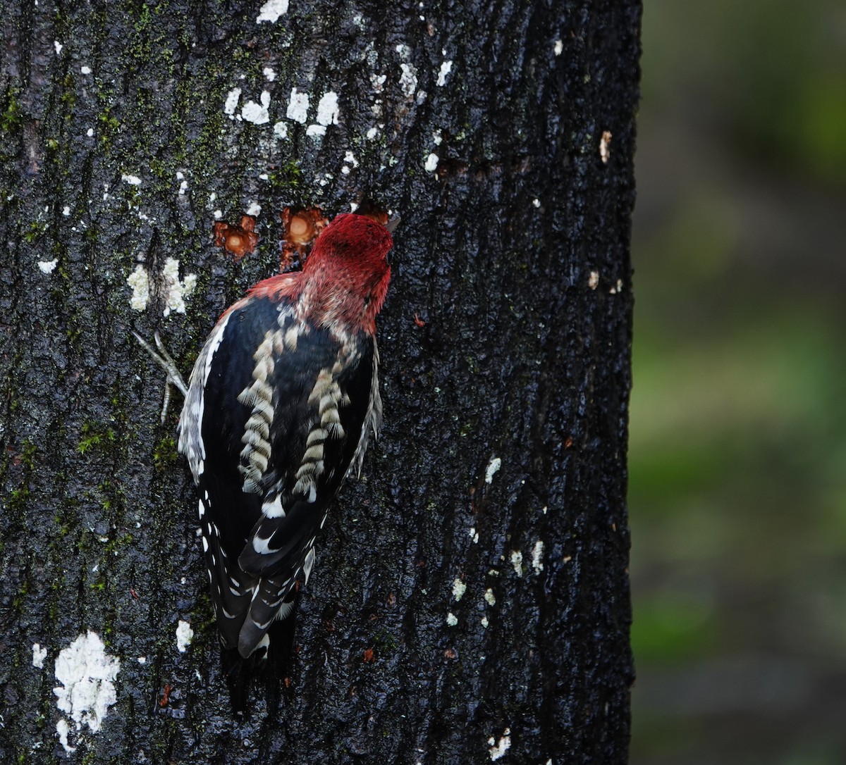 Red-breasted Sapsucker - ML647528389
