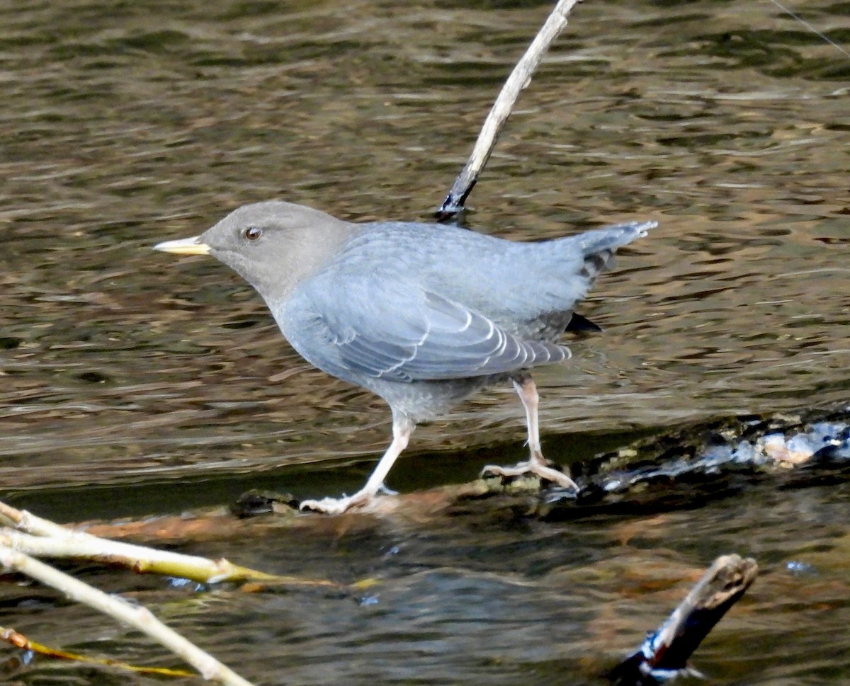 American Dipper - ML647528390