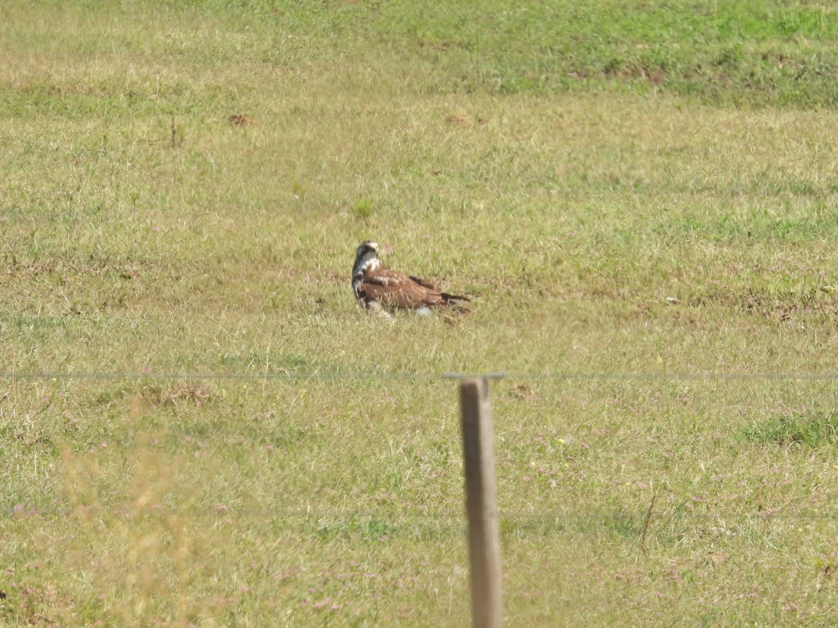 Swainson's Hawk - ML647528391