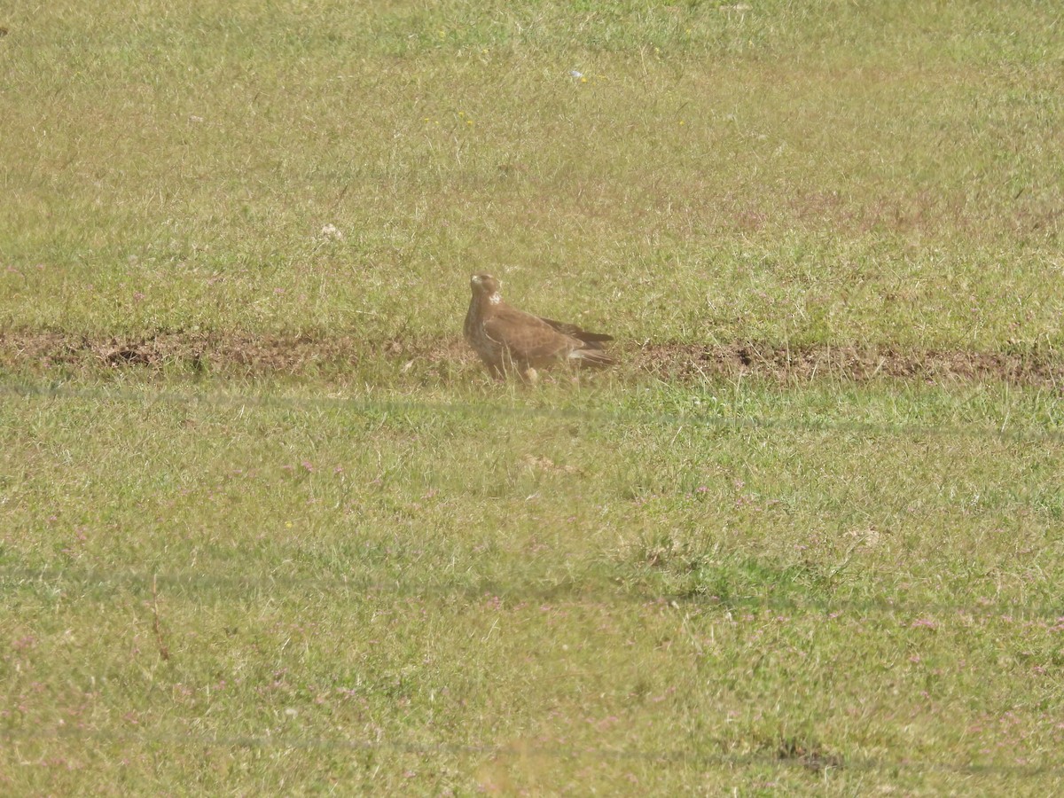 Swainson's Hawk - ML647528392