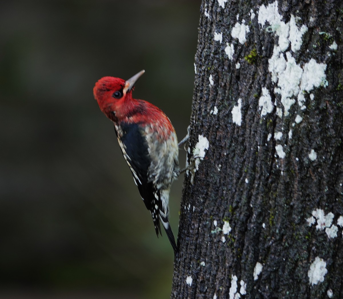 Red-breasted Sapsucker - ML647528393