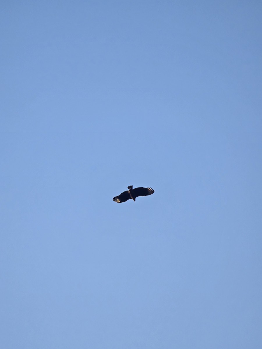 Black Vulture - ML647528394