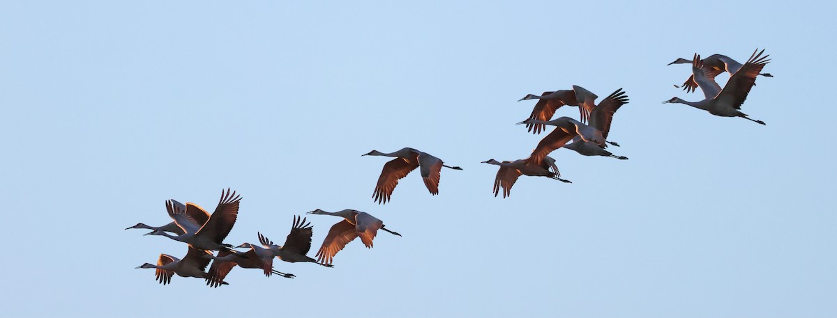 Sandhill Crane - ML647528395