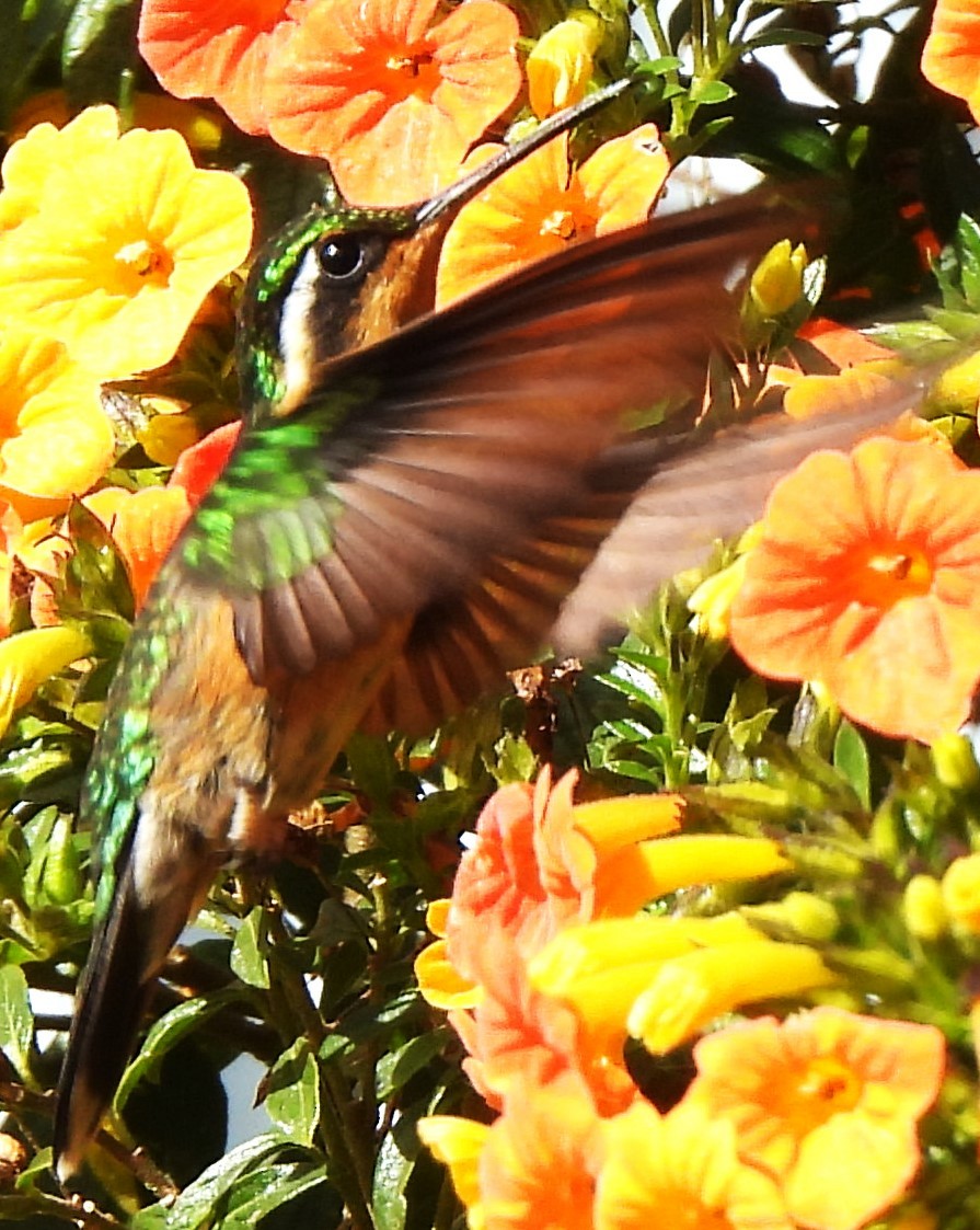 White-throated Mountain-gem - ML647528396