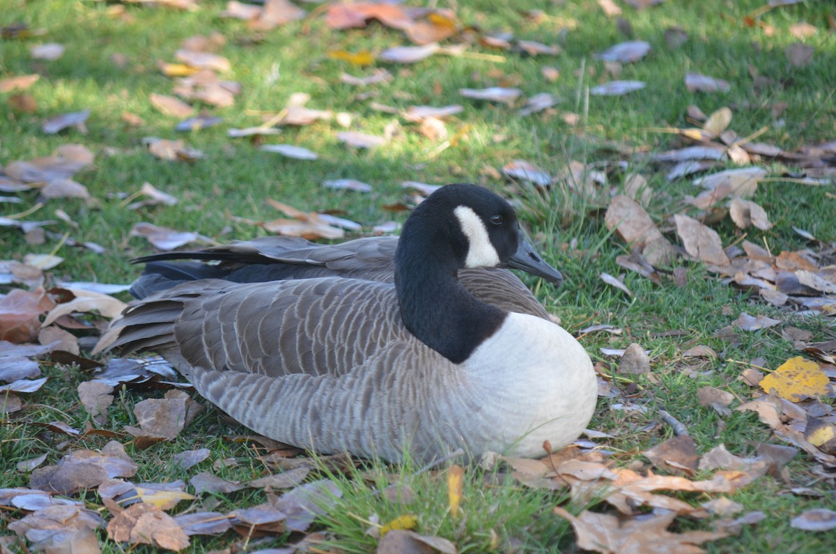 Canada Goose - ML647528399
