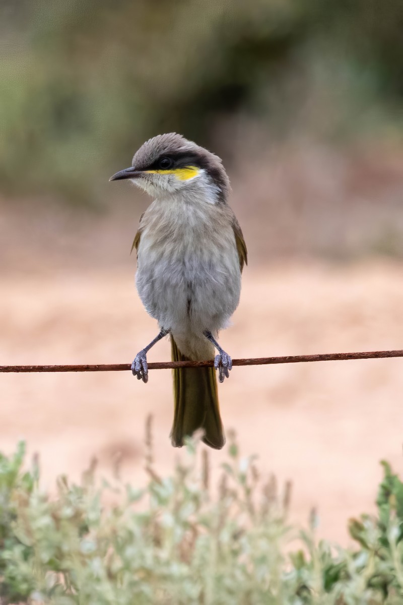 Singing Honeyeater - ML647528400