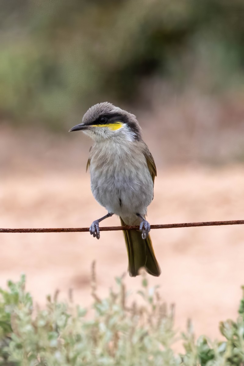 Singing Honeyeater - ML647528401