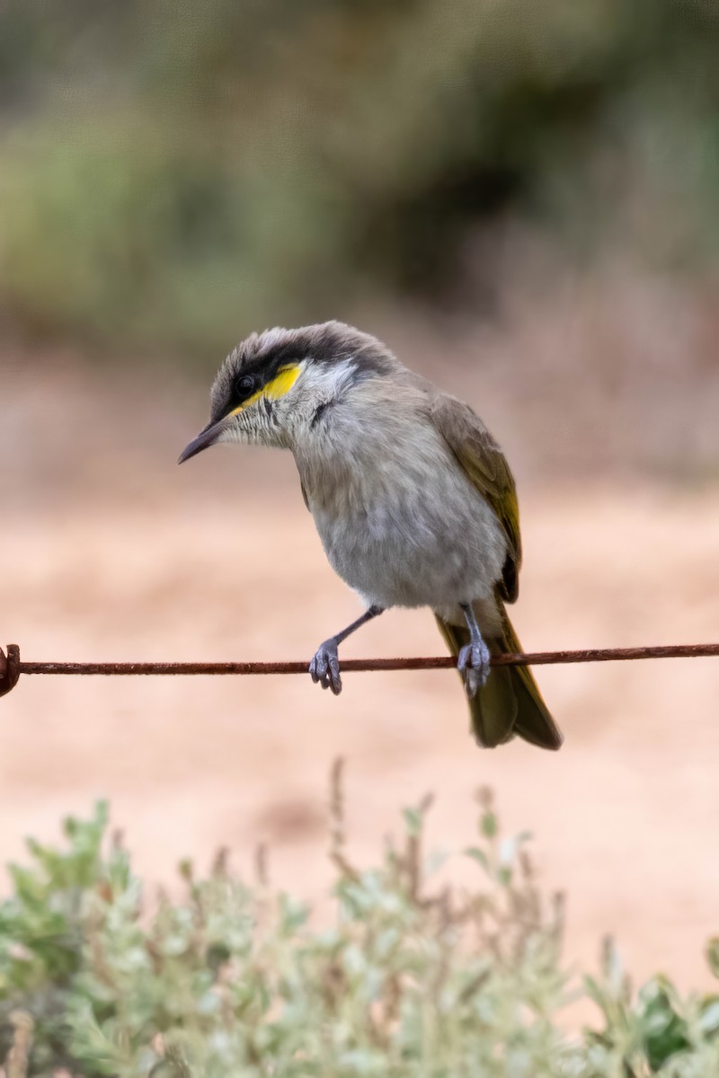 Singing Honeyeater - ML647528402