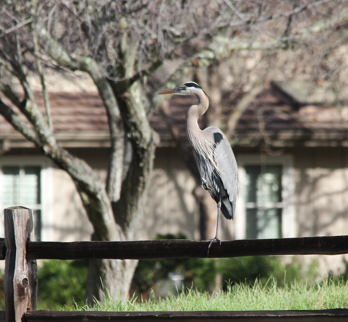 Great Blue Heron - ML647528403