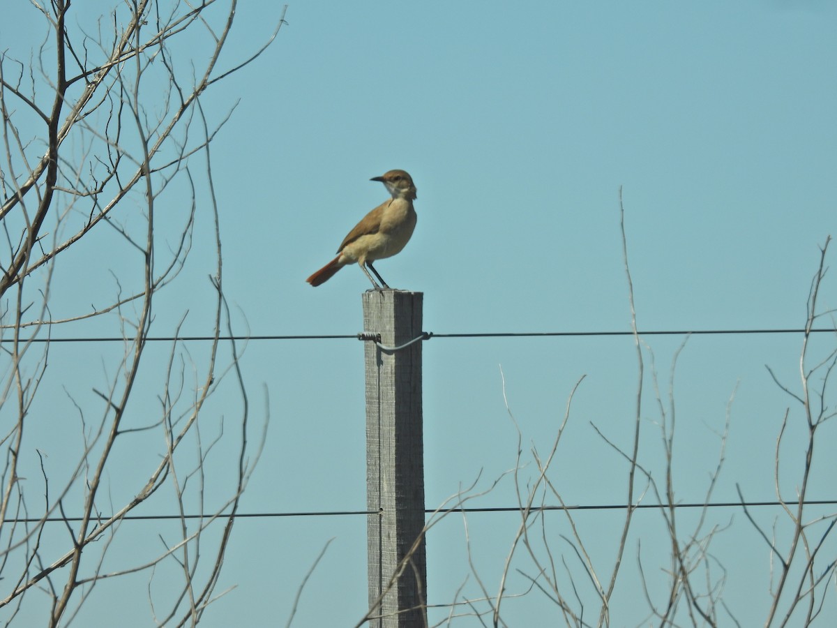 Rufous Hornero - ML647528404