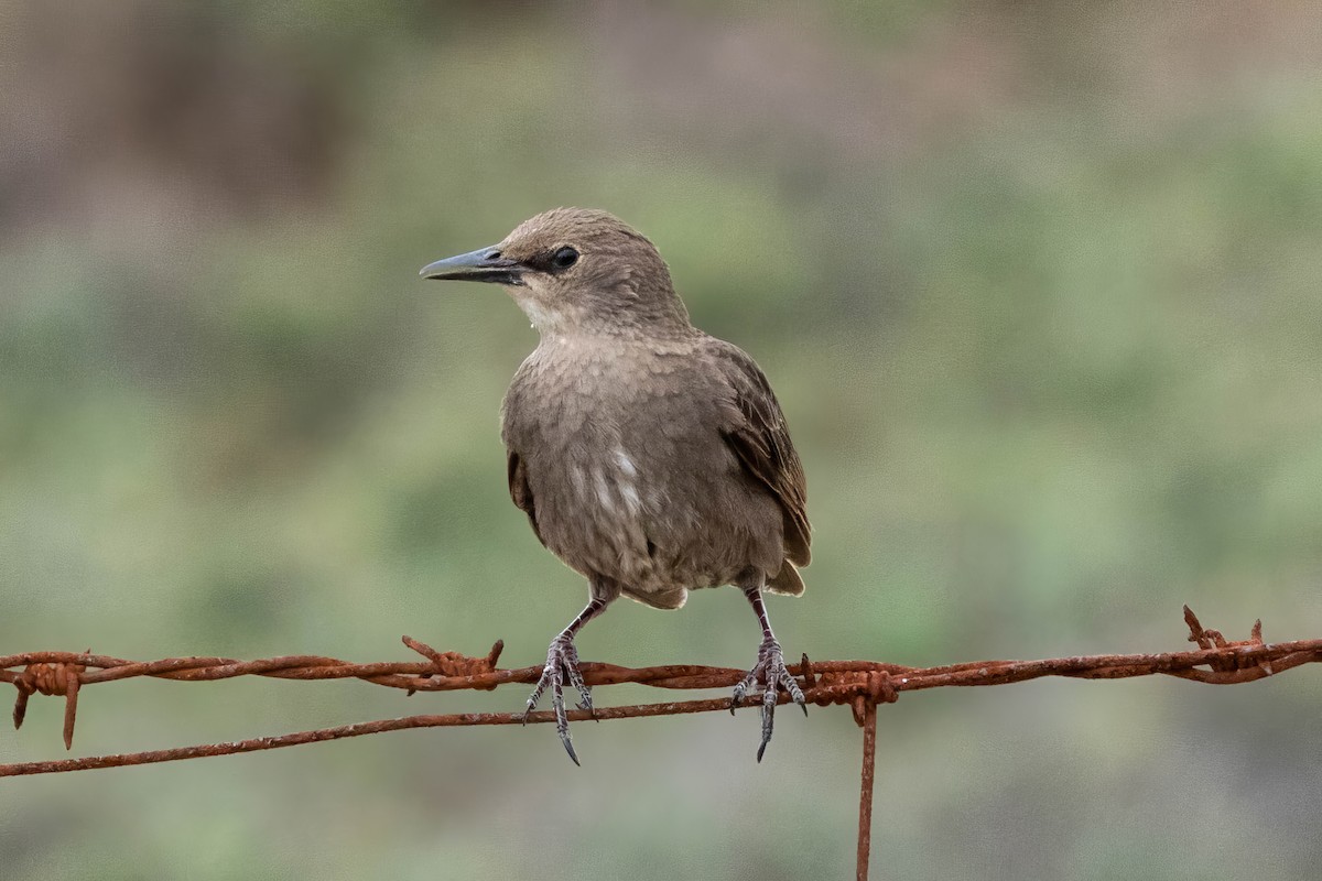 European Starling - ML647528405