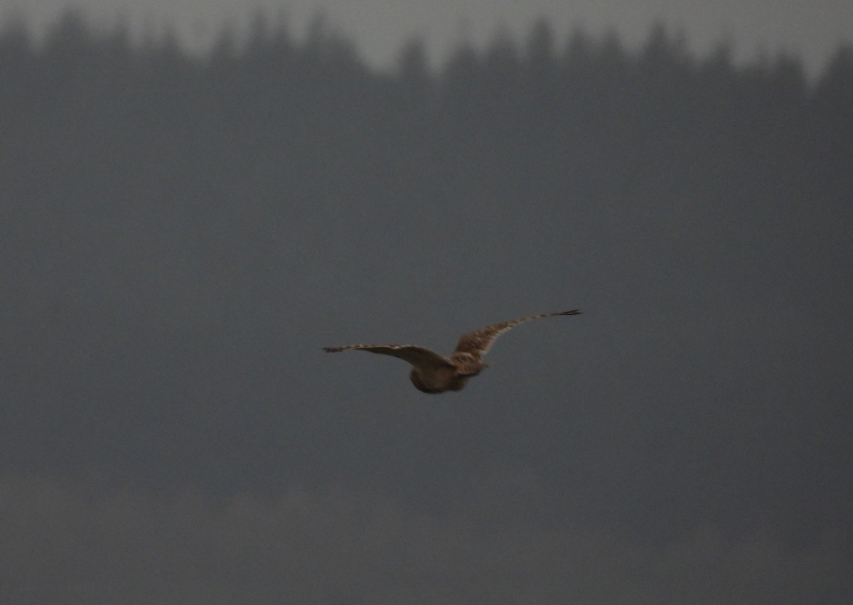 Short-eared Owl - ML647528407