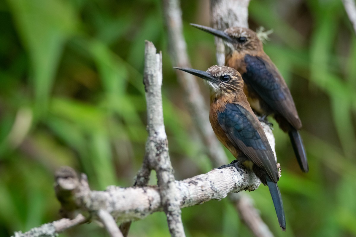 Brown Jacamar - ML647528408