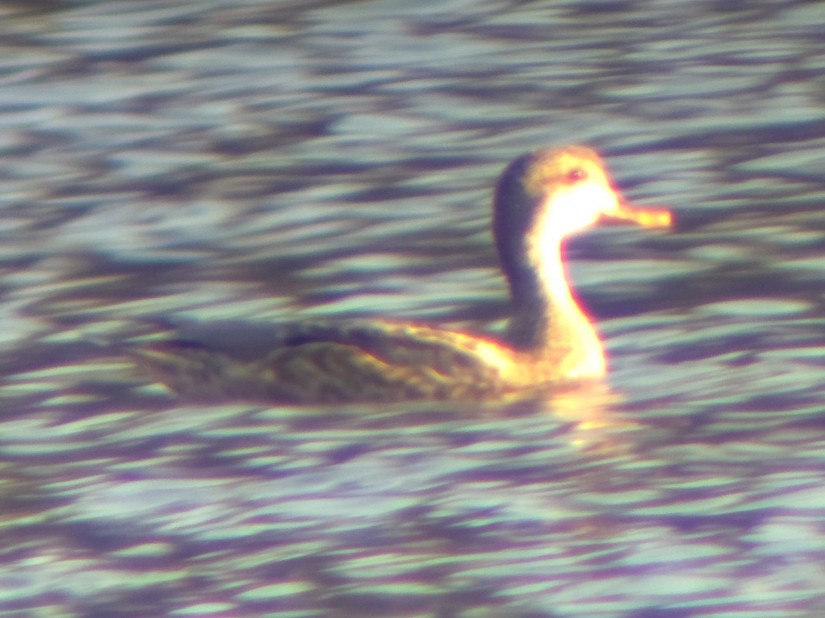 duck sp. - ML647528409