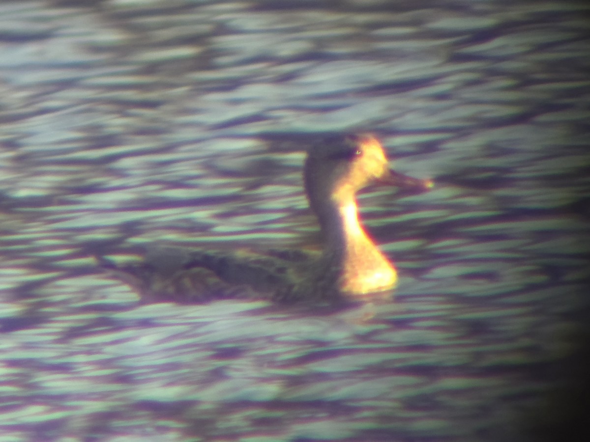 duck sp. - ML647528410