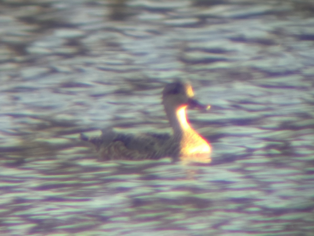 duck sp. - ML647528411