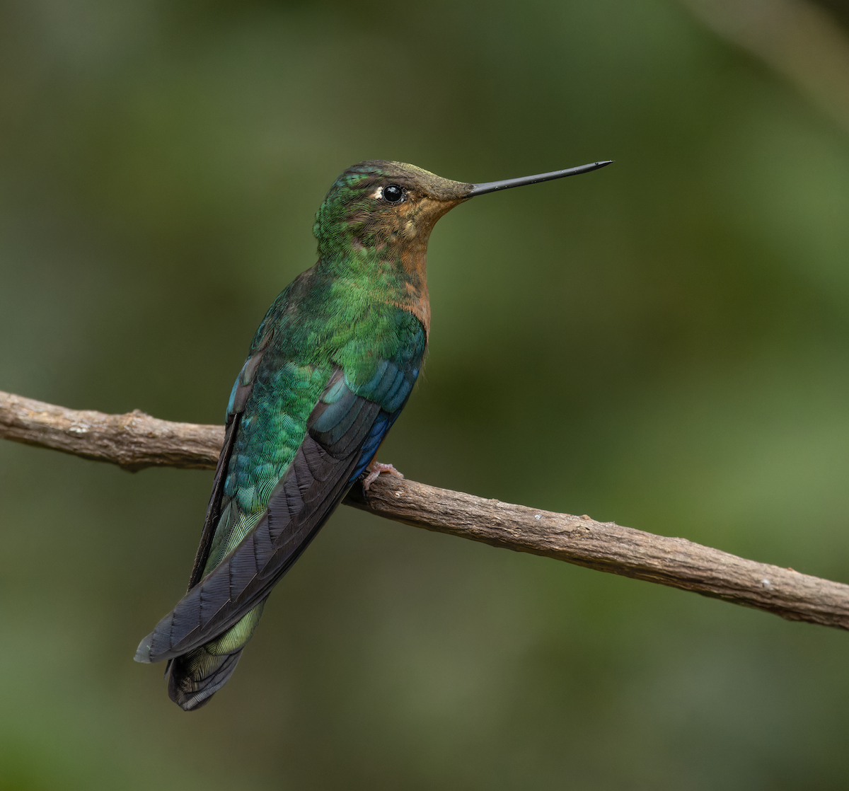 Golden-breasted Puffleg - ML647528412