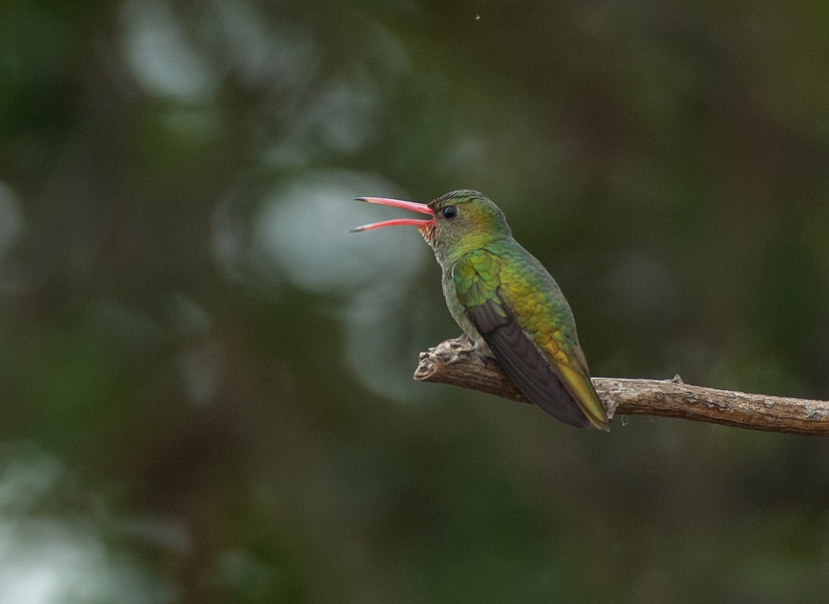 Gilded Hummingbird - ML647528414
