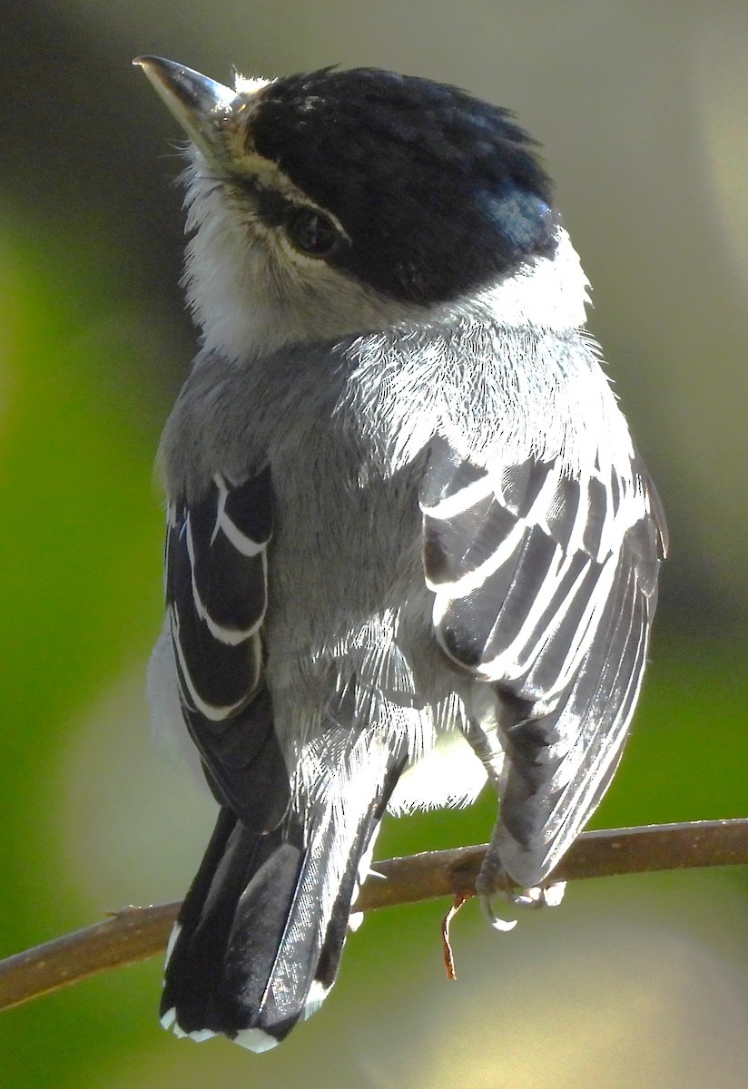 Black-and-white Becard - ML647528419