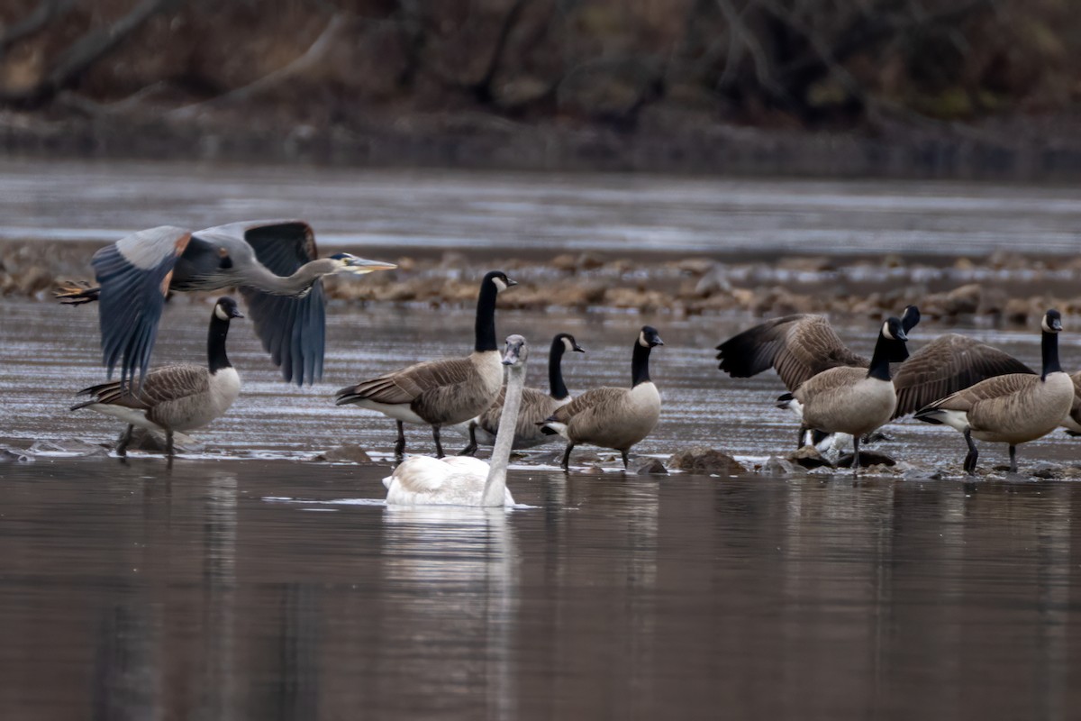 Чапля північна - ML647528430