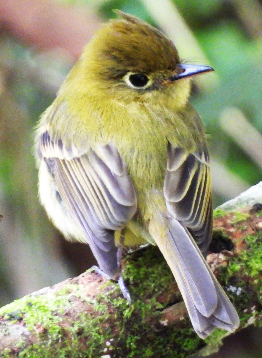 Yellowish Flycatcher - ML647528437