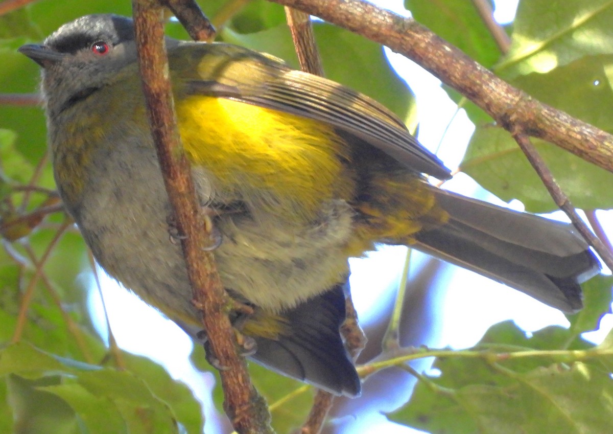 Black-and-yellow Silky-flycatcher - ML647528449