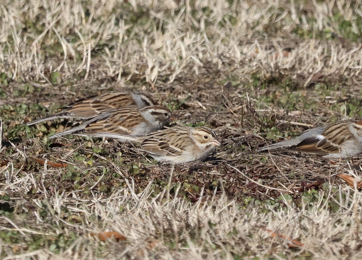 Clay-colored Sparrow - ML647528450