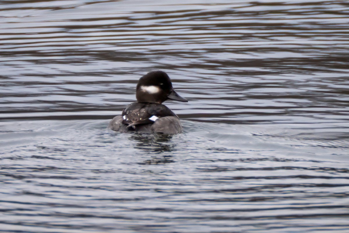 Гоголь малий - ML647528454