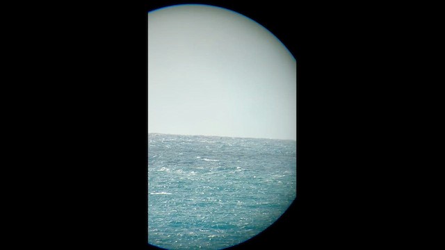 Альбатрос сірощокий/баунтійський/чатамський - ML647528457