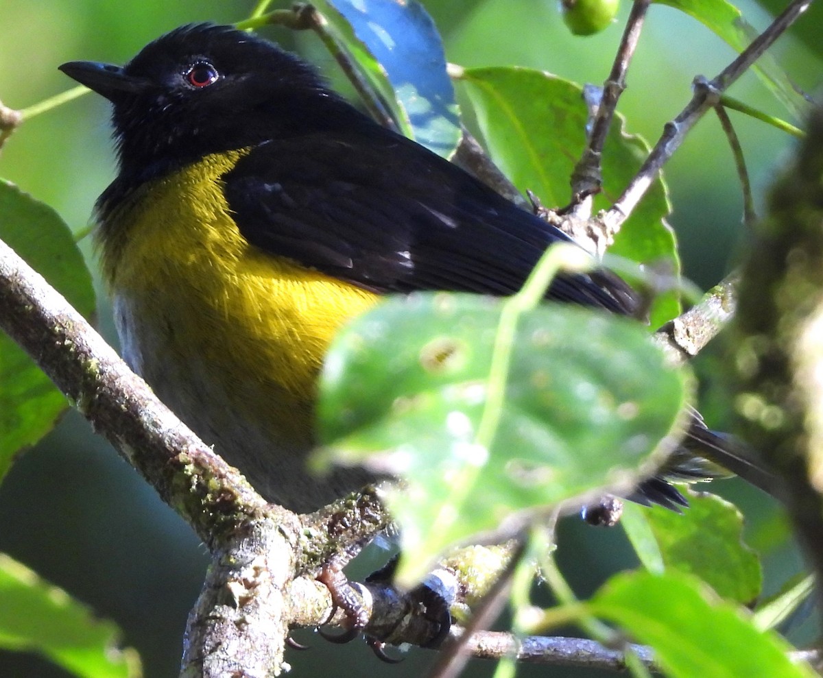 Black-and-yellow Silky-flycatcher - ML647528461