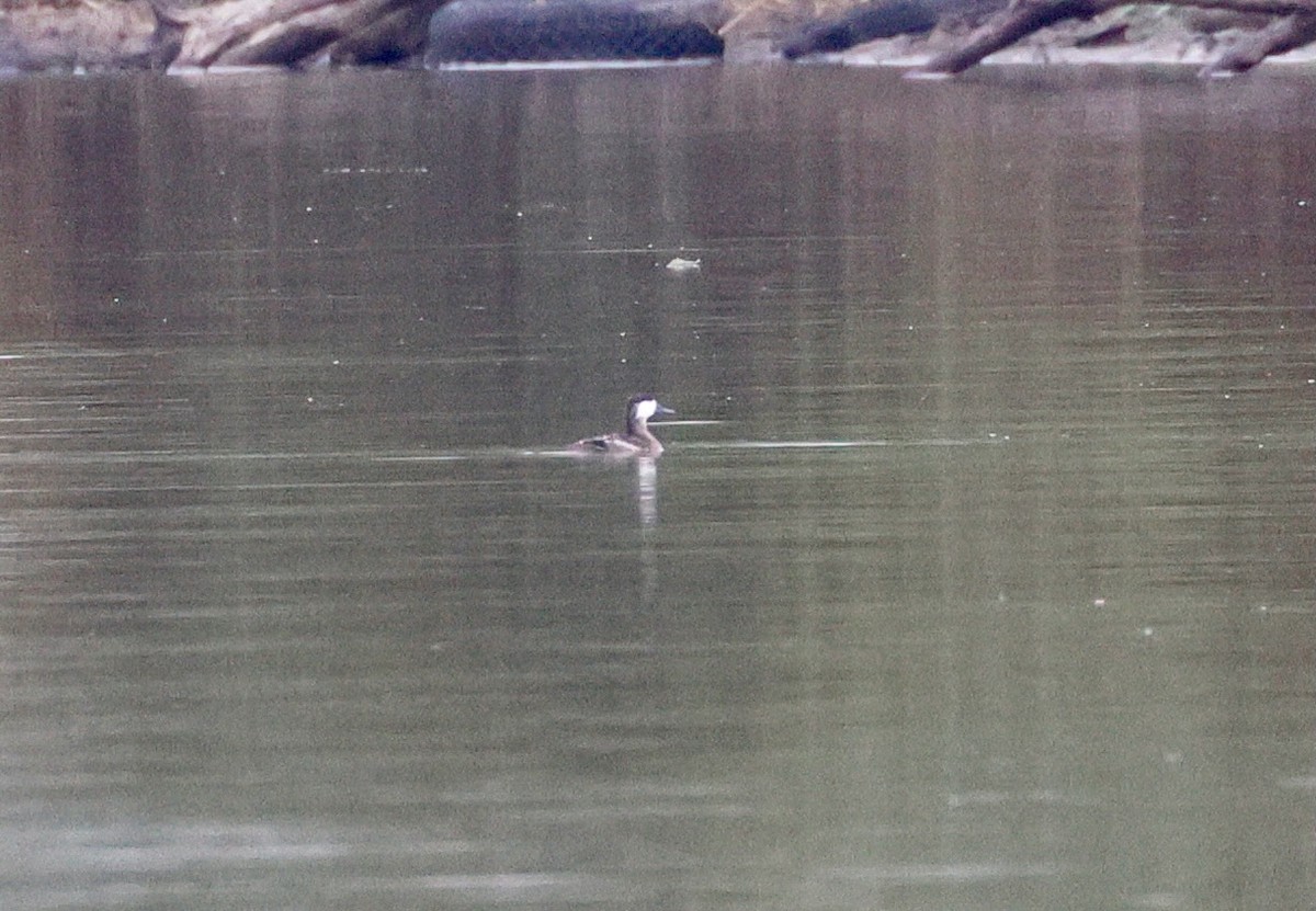 Amerika Dikkuyruğu - ML647528468