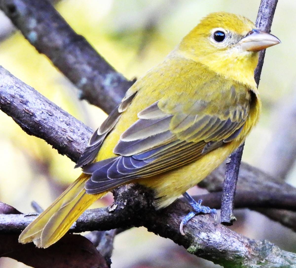 Summer Tanager - ML647528470