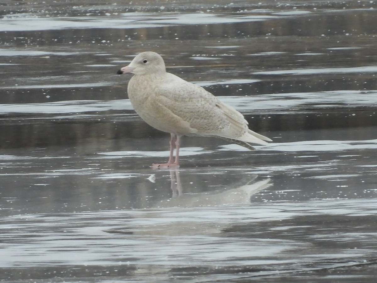 Gavión Hiperbóreo - ML647528482
