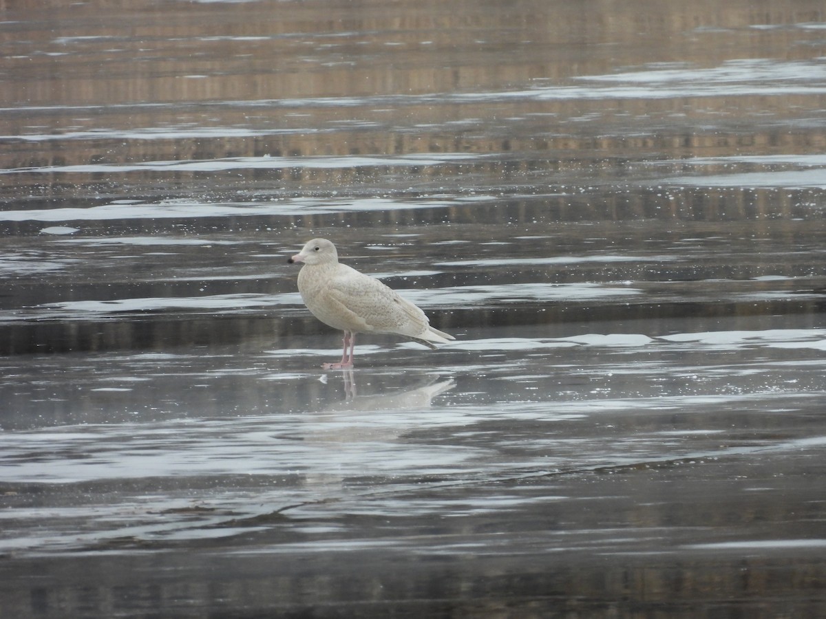 Gavión Hiperbóreo - ML647528494