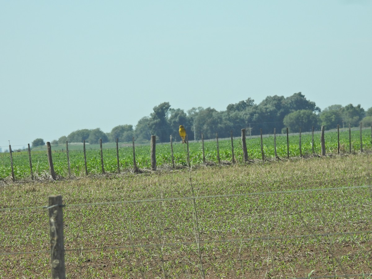 Короткоклювый зерноед - ML647528502