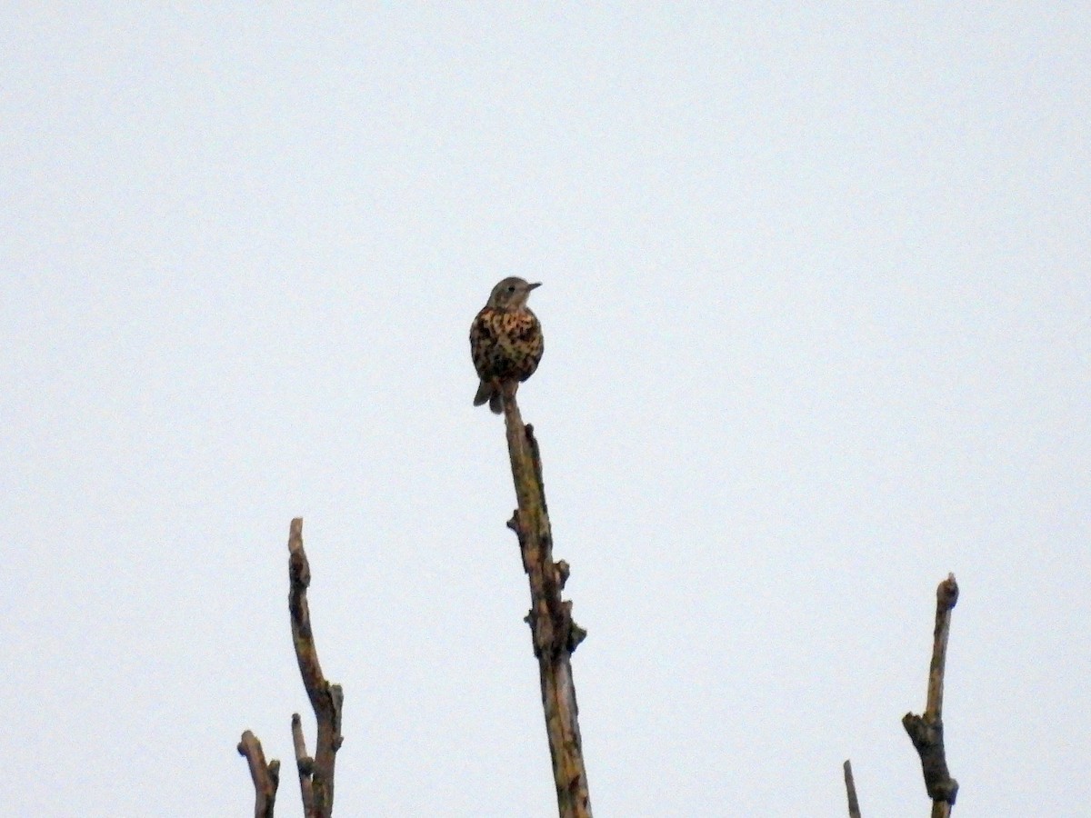 槲鶇 - ML647528527