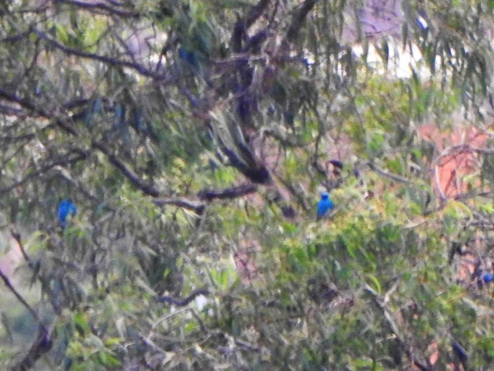 Swallow Tanager - ML647528531