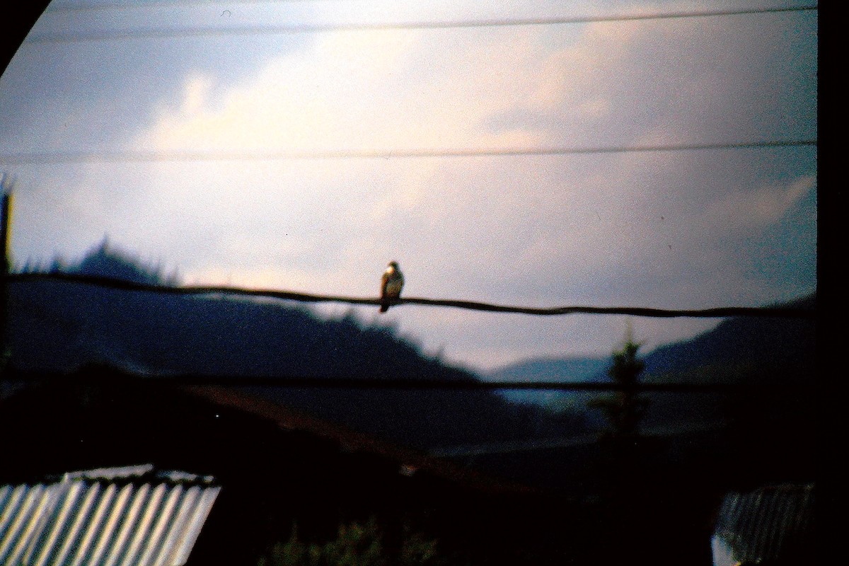 Tirano Oriental - ML647528534