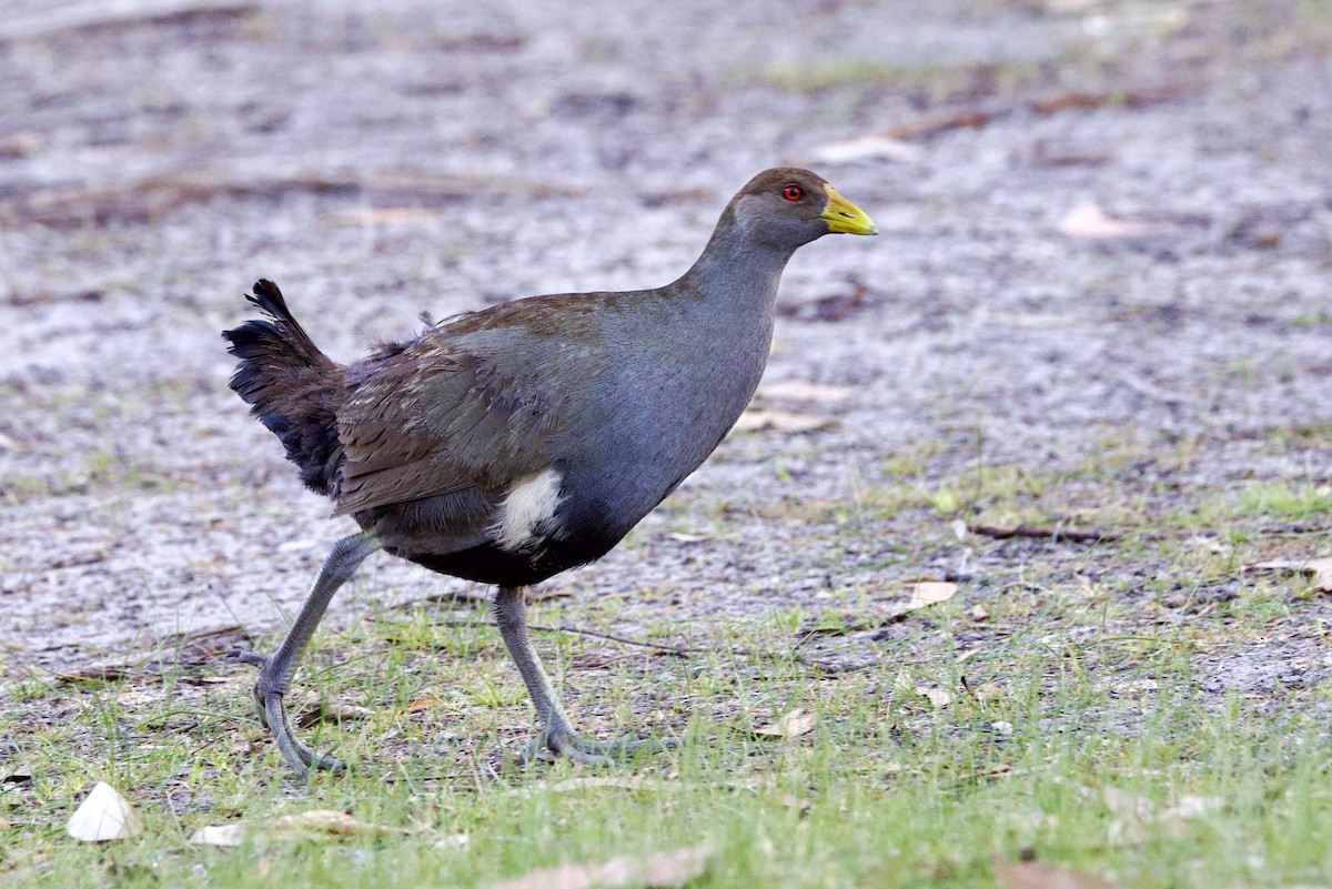 slípka tasmánská - ML647528548