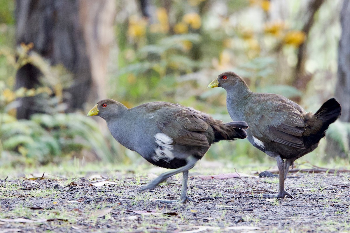 slípka tasmánská - ML647528549